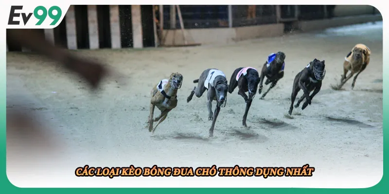 Các loại kèo bóng đua chó thông dụng nhất