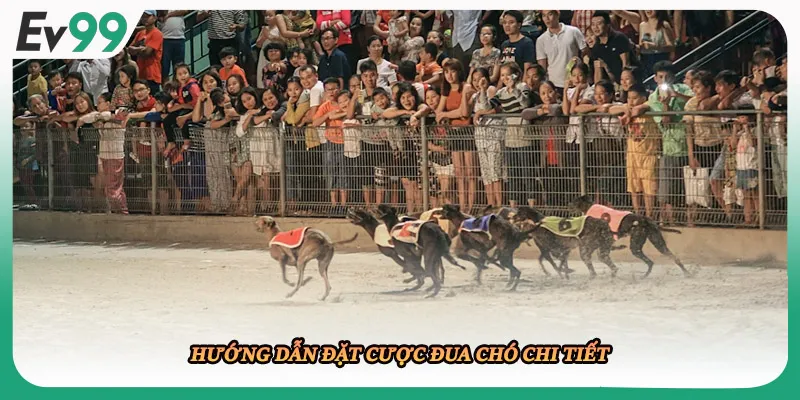 Hướng dẫn đặt cược đua chó chi tiết