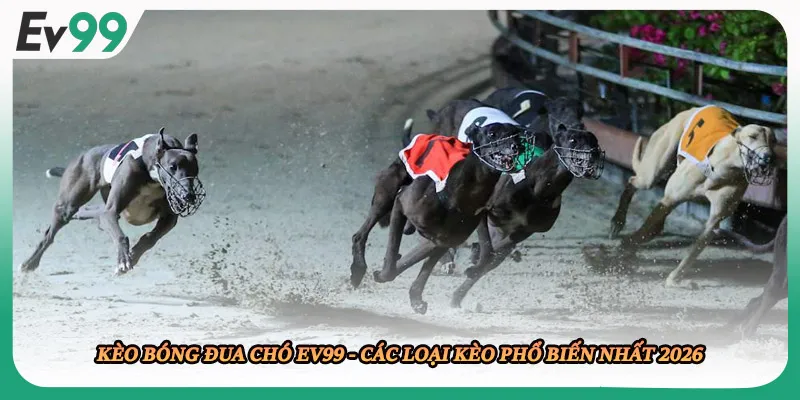 Kèo Bóng Đua Chó EV99 - Các Loại Kèo Phổ Biến Nhất 2026