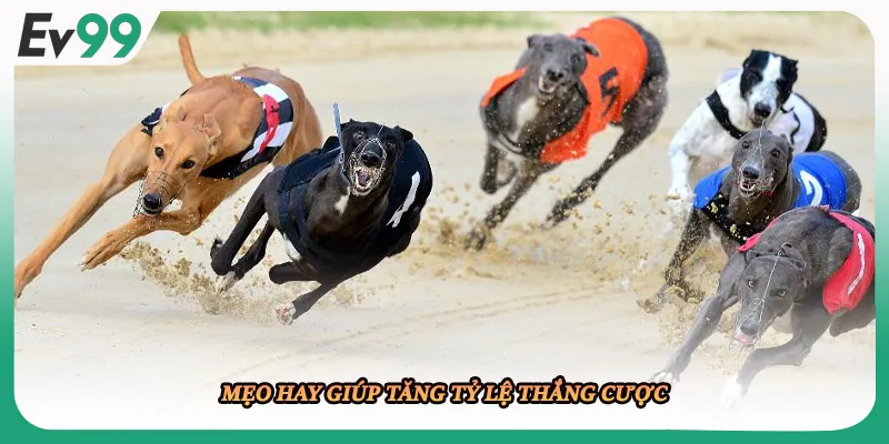 Mẹo hay giúp tăng tỷ lệ thắng cược